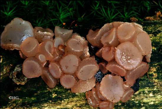 Ombrophila pura