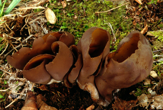 Otidea bufonia