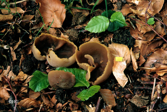 Peziza arvernensis