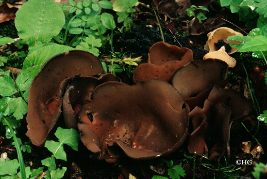 Peziza phyllogena