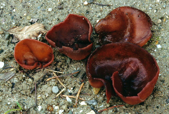 Peziza depressa
