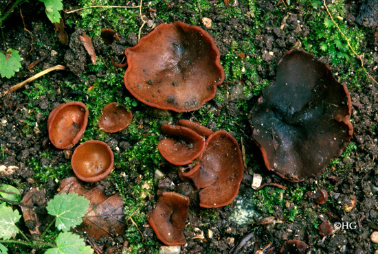 Peziza depressa