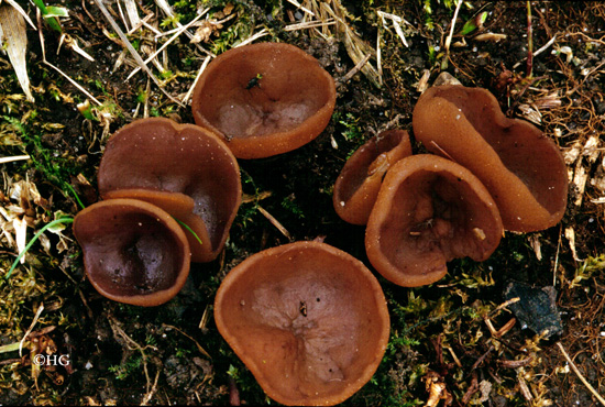 Peziza michelii
