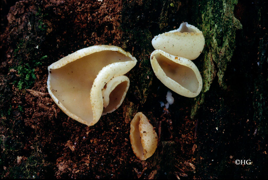 Peziza micropus