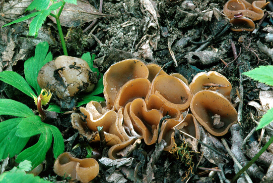 Peziza perdicina