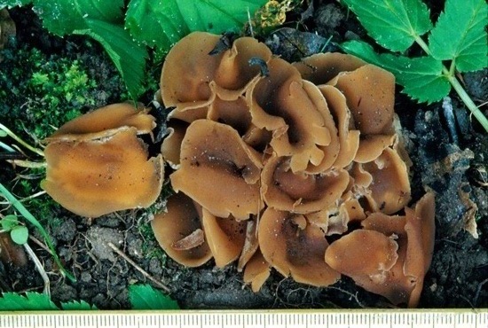 Peziza perdicina