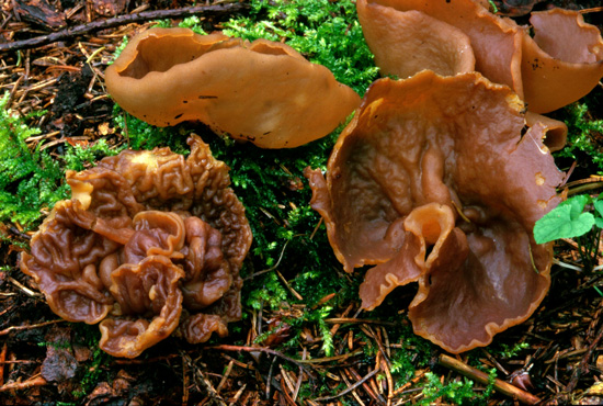 Peziza pseudovesiculosa