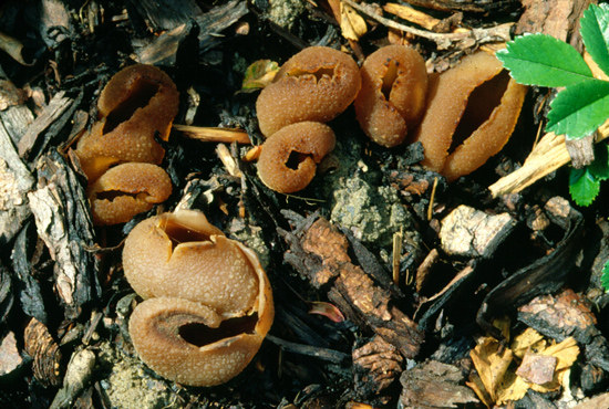 Peziza vesiculosa