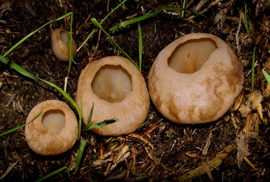 Peziza vesiculosa