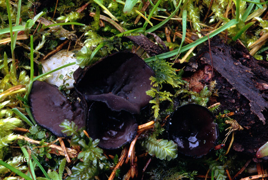 Pseudoplectania nigrella
