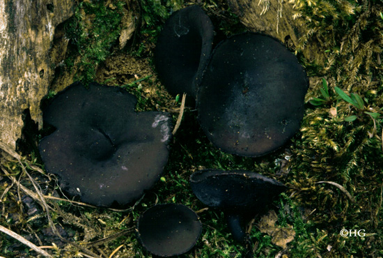 Pseudoplectania vogesiaca