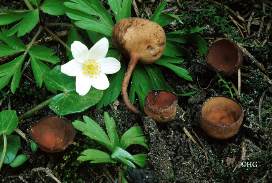 Dumontinia tuberosa