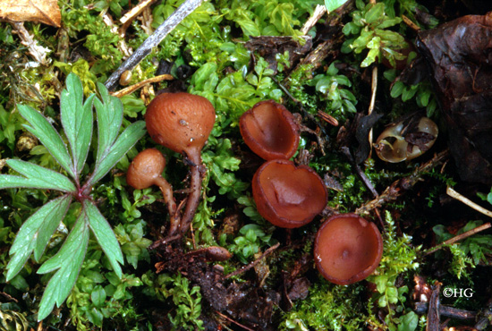 Dumontinia tuberosa