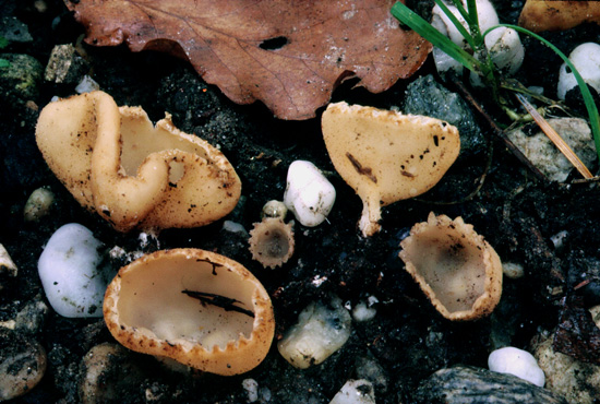 Tarzetta cupularis