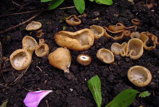 Tarzetta cupularis