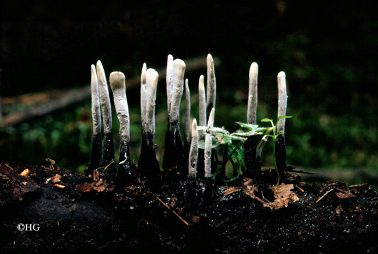 Xylaria hypoxylon