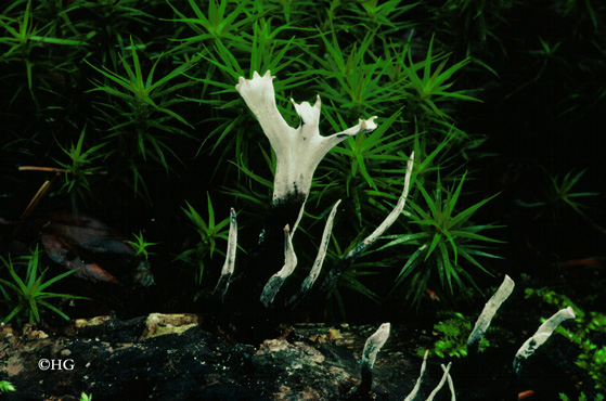 Xylaria hypoxylon